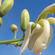 Image for article titled The Miracle Tree That's Making Dirty Water Drinkable